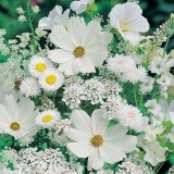 Белые полевые цветы