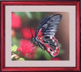 Набор для вышивания бисером Butterfly 103 Бабочка