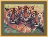 Трио тигрят