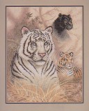 Тигр, пантера и белый тигр